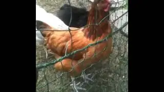 Mad chickens