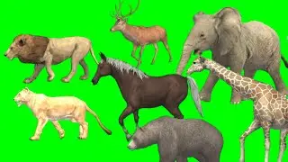 wild animals green screen videos no copyright | #greenscreenanimals  videos copyright free