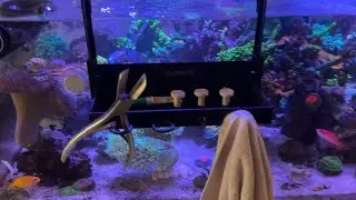 How to Frag SPS Corals from Sea Dwelling Creatures
