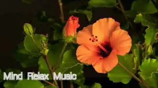 RelaxingMusic#MeditationMusic#SleepMusic#AmbientStudy