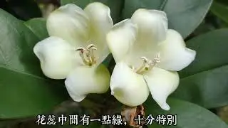 早上探花😅香氣四溢😍 #灰莉 又名 #非洲茉莉 Fagraea ceilanica 2022年6月29日