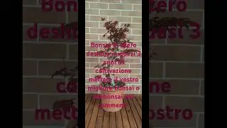 bonsai di acero deshojo in quasi 3 anni di coltivazione mettete il vostro