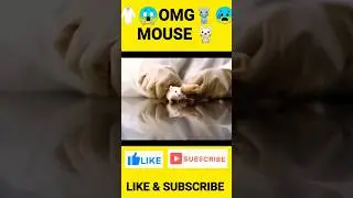 Scientific 😰 things about mouse PART-2 🐁 #viral #shorts #animals #amazingfact #mouse