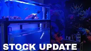 Marine Fish for Sale in India | Healthy & Quarantined Saltwater Collection #trending 