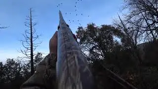 2019 Band tail Pigeon Hunt 3rd Day