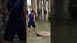 Bridge Fishing For Monsters 🦈 #tarpon #fishshark #beachlife #sharkbait #fishspecies #sharkspecies