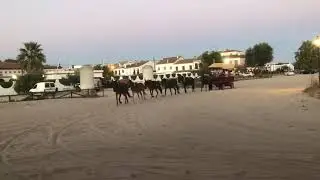 Mulos a la larga en el Roc&iacute;o.
