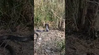 khatarnak cobra snake खतरनाक सांप कोबरा most benmus snake rescue and relise #blackcobra