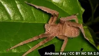 How Dangerous Is That Brazilian Wandering Spider?