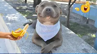 Funniest Cat & Dog Moments Ever Recorded 😹🐶 Super Funny Animal Video Clips 🐾