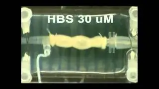 AJP - Gastrointestinal and Liver Physiology : Hydroxy-&alpha;-sanshool induces colonic motor activity...