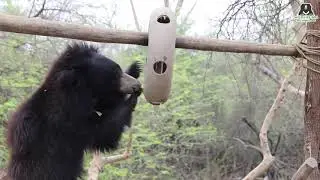 Bear Shenanigans!