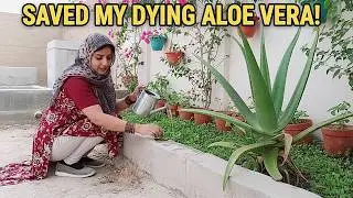 My Aloe Vera Plant is Drying Up! 🌵 Why I Couldn't Take Care of My Plants - Noreen Village Lifestyle