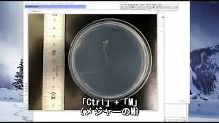 ImageJによる根長測定 インストール方法から紹介！