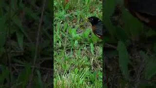 The Robin and the mouse