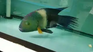 Broomtail Wrasse $2499 - Red Sea