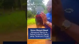 Bukan Merpati Biasa! 🚨 Mengenal Mambruk, Satwa Endemik Papua yang Terancam Punah