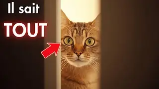 15 choses que votre chat sait sur vous… et qui vont vous surprendre