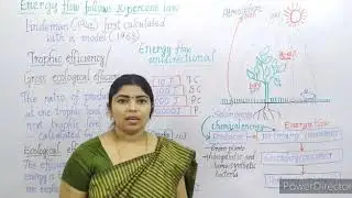 ECOSYSTEM-Energy flow follows 10 percent law