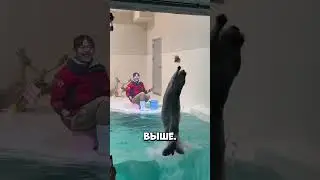 Выдра никак не могла достать еду и придумала другое решение #shorts