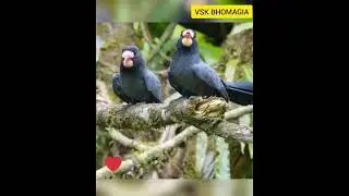 White-fronted nunbird || volume on 🔊#shorts