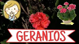 MALVONES / GERANIOS - TIPS DE CUIDADO  | QUINDE