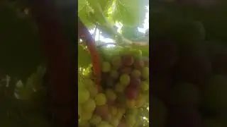 Muscat of Alexandria grape farm. Grapes ready for harvesting. #grape #grapevines 
