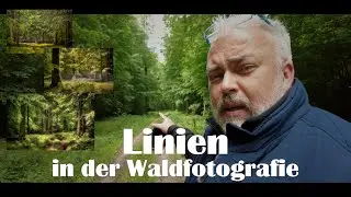 WALDFOTOGRAFIE | Linien nutzen.....