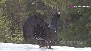 Turkey's Endemic Birds: Treasures of Anatolia #animal2024