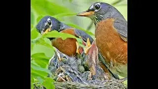 American  ROBIN Bird , Mommy and Daddy Robin Protecting their baby from The Rain