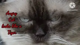 Cute Animals and their work