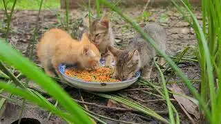 A Second Chance at Life: Tiny Kittens Grow Strong | Paw & Hoof Life | 4K60FPS