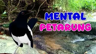 PANCINGAN KACER; mental petarung 