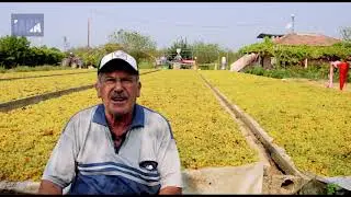 Kuru üzüm üreticiliği - Hüseyin OKYAY (Manisa/TURGUTLU)