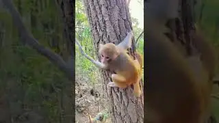 Baby monkey skill #monkey #animal#monkeylove #reel #monkeybaby #monkeyface#MonkeyLife #monkeybabyfun