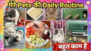 All my pets daily basis routine|pets care| cats homemade food making process| finches house more....