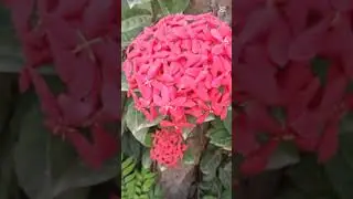 #viralbeat