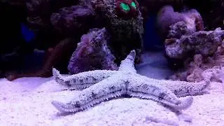 Песчаная морская звезда (Archaster Typicus)