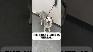 Free brush giveaway @refuresh  #siberianhusky #huskies #husky #doggroomer #dogbath #tutorial