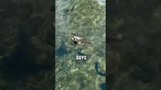 Feeding the GIANT Pet Trout