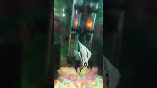 Colour Changing Angel fish
