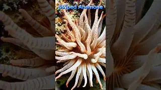 Striped Anemone Nature&rsquo;s Underwater Pattern Masterpiece | DreamAtlasAI #StripedAnemone #fantasyworld