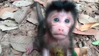 Baby Monkey Come Say Hello