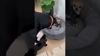 You Have to See This #usa #funny #pets