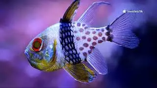 The Most Colorful Fish You’ve Ever Seen! 🐠 #wildlife