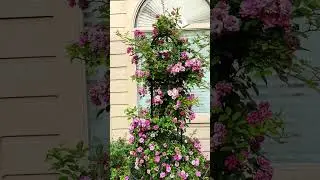 Peggy Martin Rose