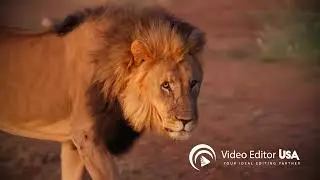 Explore the Wild: Professional Nature & Wildlife Video Editing | Video Editor USA