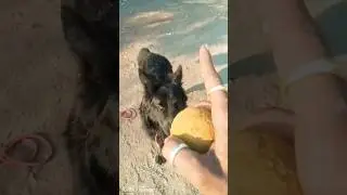 German shepherd dog Enzo ball training #dogtraining #gs #explore #viralvideo #youtubeshorts