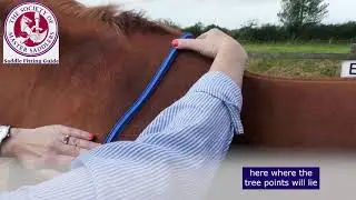 Horse Assessment