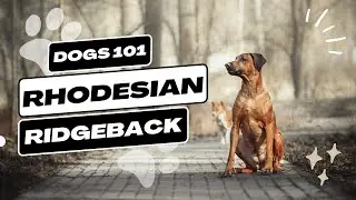 Rhodesian Ridgeback | Description, Temperament, & Facts